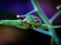 Closeup view of a green shield bug on a flower bud Royalty Free Stock Photo