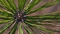 Closeup view of the green shoots of a Canary Island pine tree in Tamadaba Natural Park, Gran Canaria, Spain with long needles. Royalty Free Stock Photo