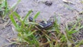 Closeup view of a grey black hornworm eating green leaves in a farmland