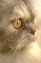 A closeup view of a Grey Persian cat with extremely shallow depth of field. Royalty Free Stock Photo