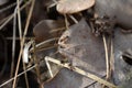 Closeup view of a group of ants walking on the dried up leaves