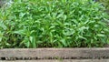 Chili peppers seedlings in the nursery