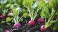 A closeup view of a group of colorful radishes their deep red pink and purple hues creating a beautiful contrast against