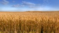 Closeup view of group of ears of wheat growing in countryside farm for harvest during the day. Zoomed in on vibrant