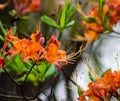 Close Up View of Flame Azalea Flowers Royalty Free Stock Photo