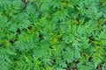 Closeup view of group green leaves in background