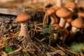 Closeup view on group of mushrooms Armillaria mellea growing in forest Royalty Free Stock Photo