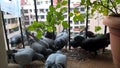 Closeup view of group of pigeons eating grains