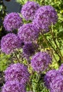 Glorious purple Alliums in full bloom Royalty Free Stock Photo