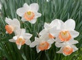 closeup view of group of seven Daffodils in Spring bloom
