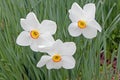 closeup view of group of three Daffodils in Spring bloom Royalty Free Stock Photo