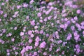 Closeup view of gypsophila purple flowers Royalty Free Stock Photo