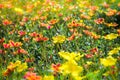 Closeup view of gypsophila flowersSeamless pattern vivid flowers in the natura 002 Royalty Free Stock Photo