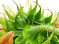 The hairy backside of a sunflower Royalty Free Stock Photo