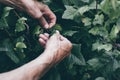 Closeup view on hands gathering currant berry Royalty Free Stock Photo