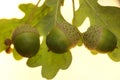 Closeup view of hazel fruit in transparent background