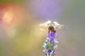 Closeup view of the head of bee landing on a lavender Royalty Free Stock Photo
