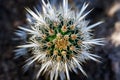 Closeup view of head on a Creeping Devil cactus. Needles form a unique, symmetrical pattern. Royalty Free Stock Photo