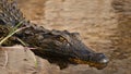 Closeup view of head of dangerously looking young nile crocodile with big teeth swimming at the riverbank of Kwando River.