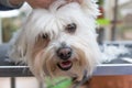 Closeup view of the head of groomed white dog