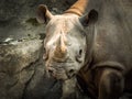 A closeup view of the head and horns of a large adult eastern black rhinoceros Royalty Free Stock Photo