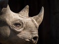 A closeup view of the head and horns of a large adult eastern black rhinoceros Royalty Free Stock Photo