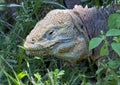 Closeup view head of land iguana on Santa Fe Island in the Galapagos.