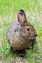 Closeup view of the head of a snowshoe hare