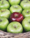 Closeup view of a healthy colorful green apples and one red apple in a basket and the tasty benefits of each. Be different Royalty Free Stock Photo