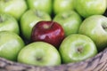 Closeup view of a healthy colorful green apples and one red apple in a basket and the tasty benefits of each. Be different Royalty Free Stock Photo