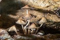 A closeup view of a heap of mushrooms. Macro view of mushrooms with green grass. The group of wild fungi in a forest on Royalty Free Stock Photo