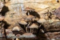 A closeup view of a heap of mushrooms. Macro view of mushrooms with green grass. The group of wild fungi in a forest on Royalty Free Stock Photo