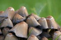 A closeup view of a heap of mushrooms. Macro view of mushrooms with green grass. The group of wild fungi in a forest on Royalty Free Stock Photo