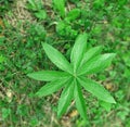 hemp leaf in green grass