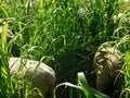 Closeup view. Herd Hampshire Sheep grazing in a very high Pearl Millet, seeded tops, Plantation field. Green landscape.