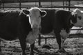 Herd of Hereford cattle on farm in black and white closeup