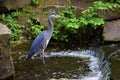 Heron standing in park lake with small watefall Royalty Free Stock Photo