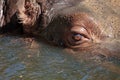 Closeup view of a hippopotamus in water Royalty Free Stock Photo