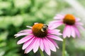 Closeup view on honey bee collecting nectar on purple flower.