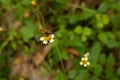 Closeup view of honey bee with grass flower in field Royalty Free Stock Photo