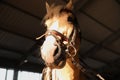 Closeup view of horse with bridle in stabling. Beautiful pet