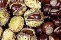 Closeup view of closeup of horse-chestnut or European horsechestnut or buckeye, known for its toxicity