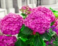 Closeup view of hot pink hydrangea flowers as street outdoors decoration
