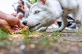 Closeup view of husky pup taking treat