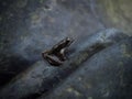 Closeup view of an iberian frog rana iberica sitting on a rock at lake river stream pond in Lousa Coimbra Portugal Royalty Free Stock Photo