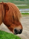 Closeup view of Icelandic horse with its long hair in Iceland