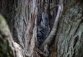 Closeup view of an Iguana in the hole of tree bark