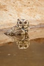 Closeup view of indian scops owl or Otus bakkamoena owlet bird with reflection in water quenching thirst from artificial waterhole