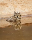 Closeup view of indian scops owl or Otus bakkamoena owlet bird with reflection in water quenching thirst from artificial waterhole