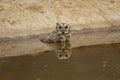 Closeup view of a indian scops owl or Otus bakkamoena owlet bird with reflection in water quenching thirst from waterhole in hot